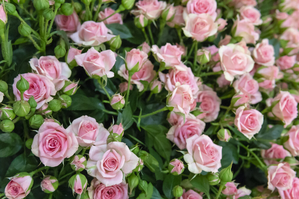 Выращивание роз. Иллюстрация для статьи используется по стандартной лицензии ©dachnyedela.ru