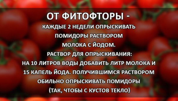 Йод от фитофторы на помидорах. Средство от фитофторы на помидорах в открытом. Опрыскивание помидоров. Подкормка помидор йодом. Йод томаты фитофтора.