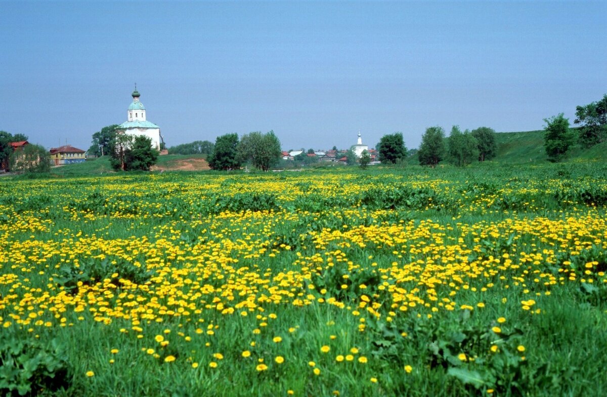 Церковь Святого Ильи в Суздале на фоне поля из одуванчиков, 1985 год. Фото взято из открытых источников: soviet-postcards.com
