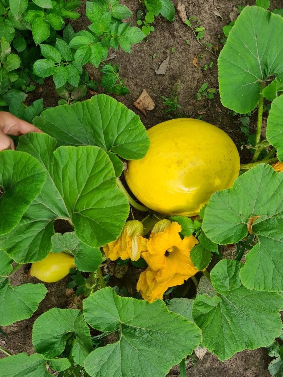 На подножном корму.
