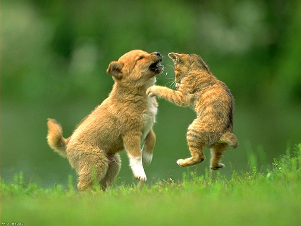 Animal day. Играющие животные. Кот и собака дерутся. Драка кошки и собаки. Кошка с собакой дерутся