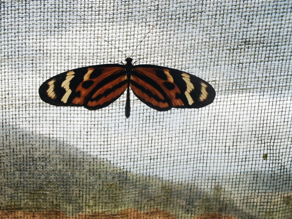 Это я с тоской выглядываю на улицу летом, когда пятый день подряд льёт дождь. 