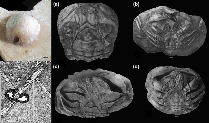 Слева: циста сосальщика и следы муравья, заражённого кордицепсом; справа - сравнение здоровых самок (а,с) и самца (b) Tumidocarcinus с заражённым корнеголовым раком (d) 
