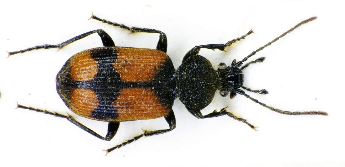 Надкрылки могут быть как сине – черных, так и сине – зеленых оттенков.