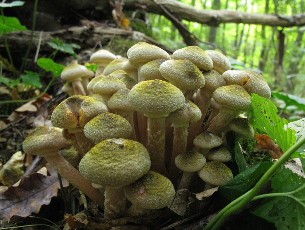 Опенок медовый.