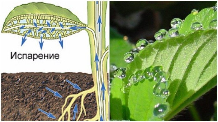 Транспирация - это сбор корнями влаги и ее испарение через листья растения и его стебли / Фото: agronomu.com