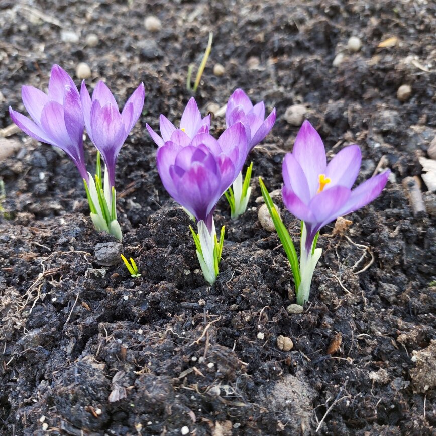 Первые вестники весны.