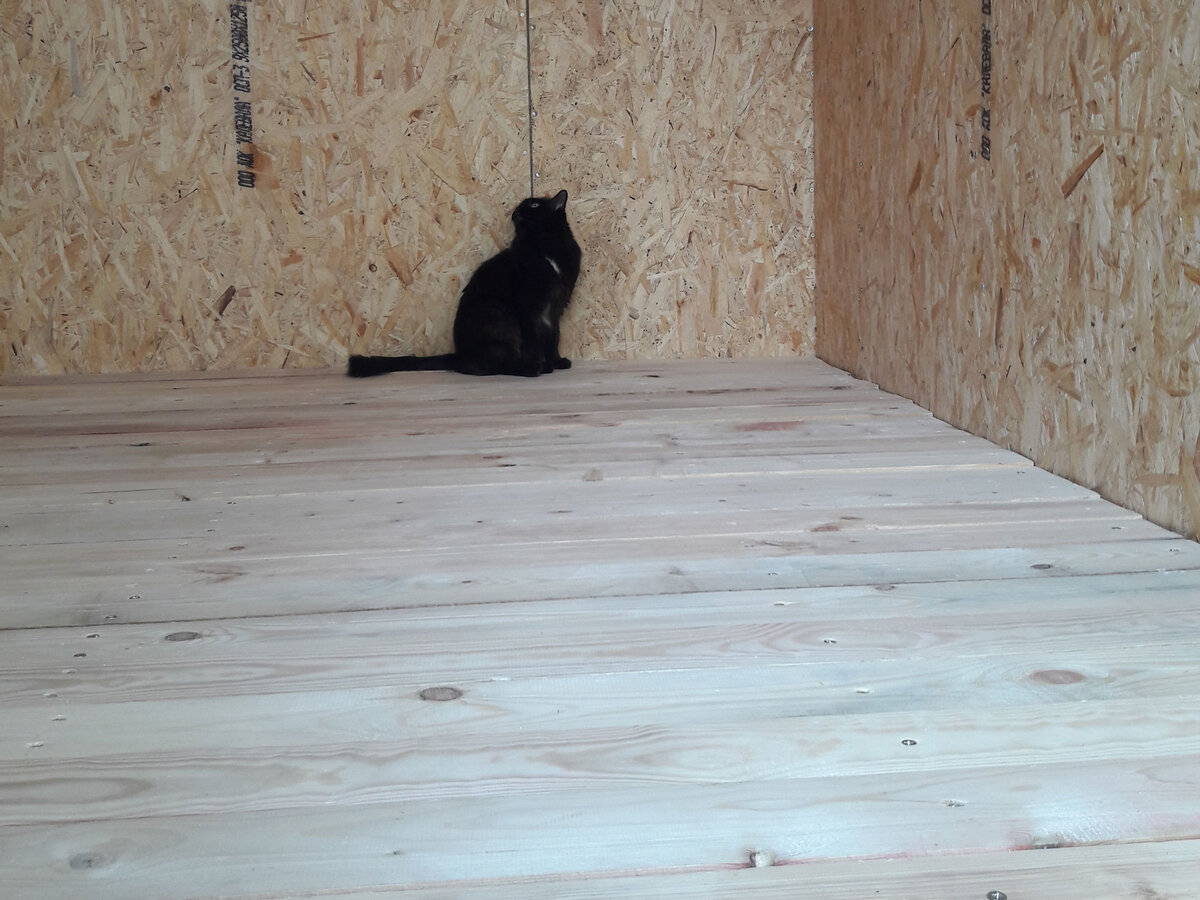 Сверху закрыл пароизоляцией, постелил чистовой пол и запустил кошку. Впрочем она сама зашла)