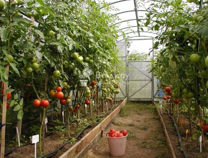 Своевременная обработка теплицы - залог хорошего урожая