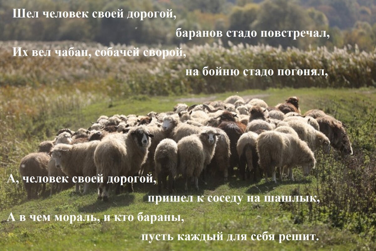 Кто описал панургово стадо 5 букв. Панургово стадо значение фразеологизма. Кто описал панургово стадо 5 букв. Панургово стадо овец. Кто описал панургово стадо 5 букв.
