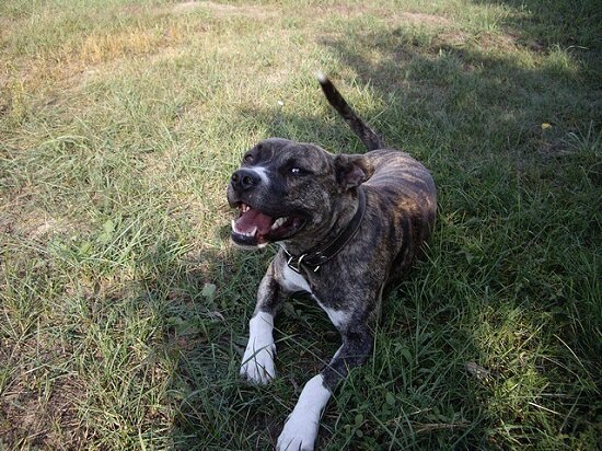 Нежный добрый и очень обидчивый