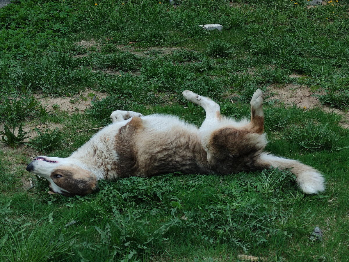 Лапа без лапы