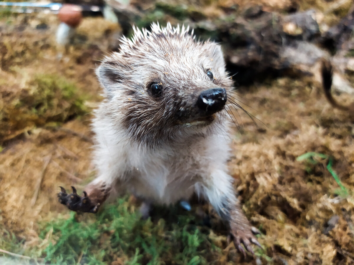 Комплекс «Обитатели водоемов» позволяет в деталях рассмотреть животных не только под водой, но и на суше