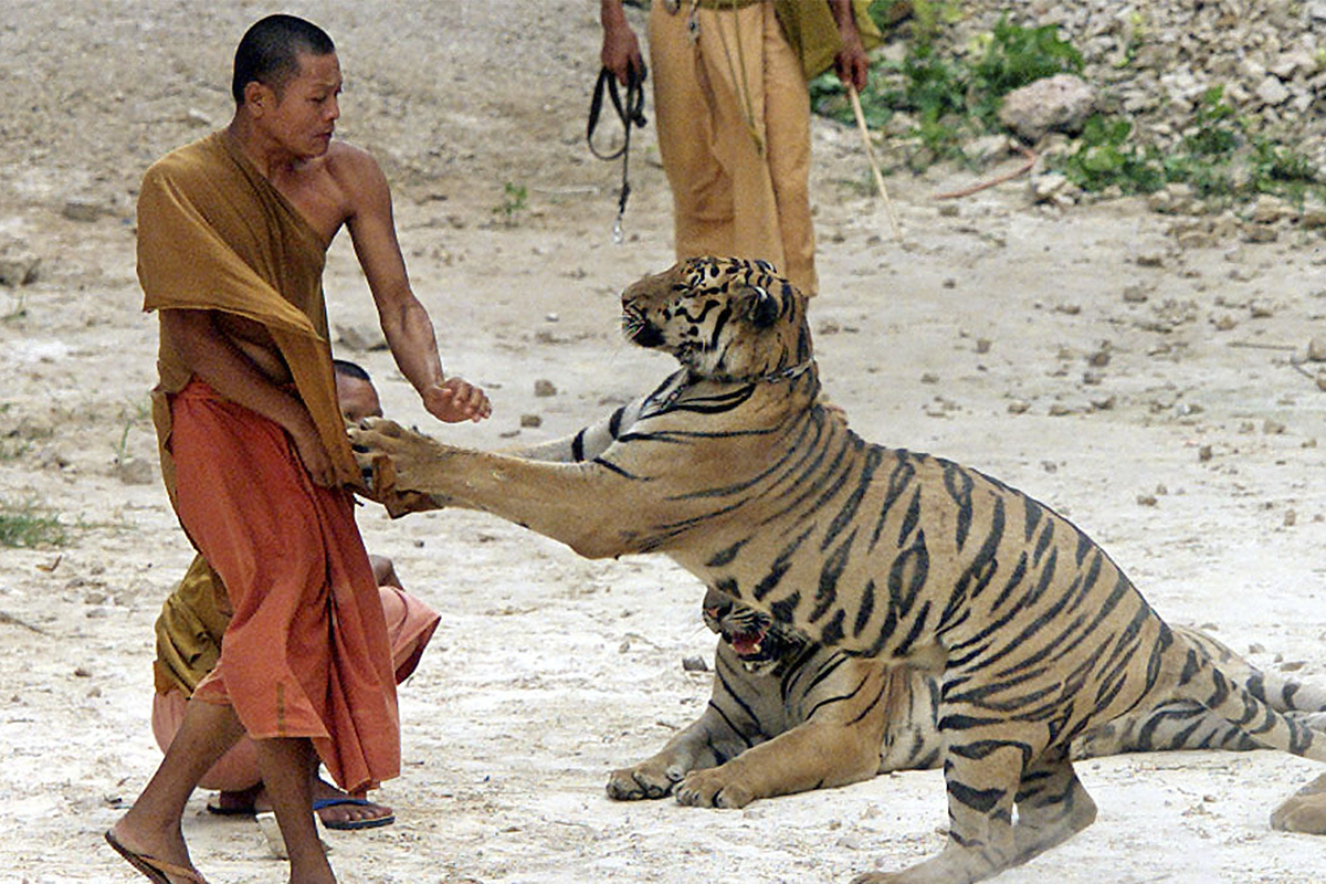 Нападение тигра на монаха