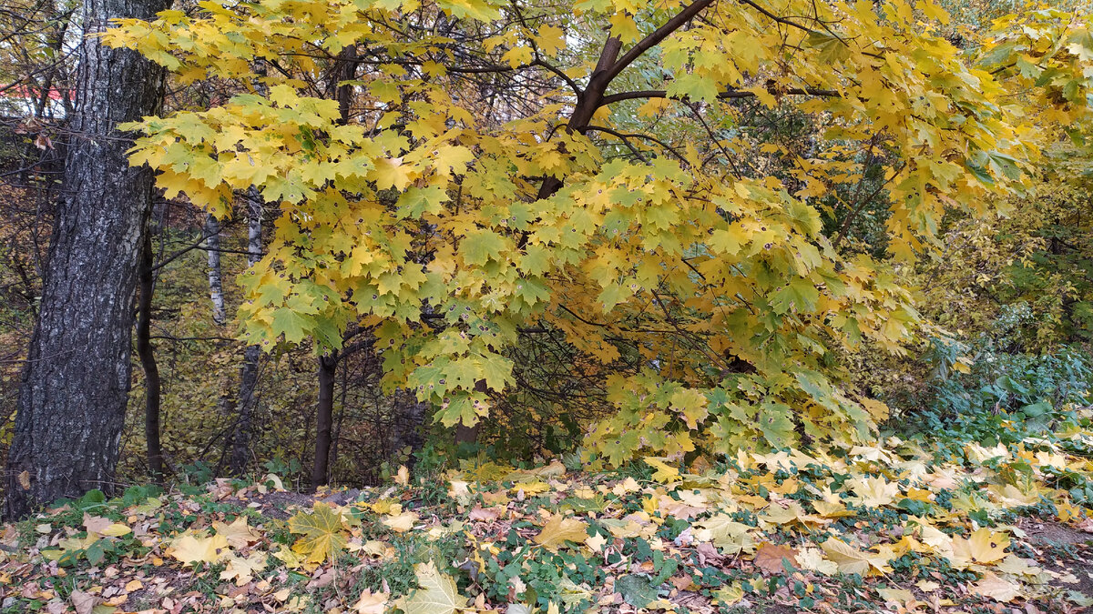 Поздняя осень(фото автора)