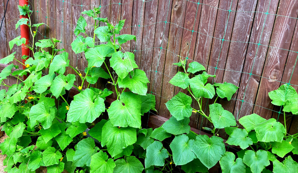 Огурцы на заборе. Фото автора. 