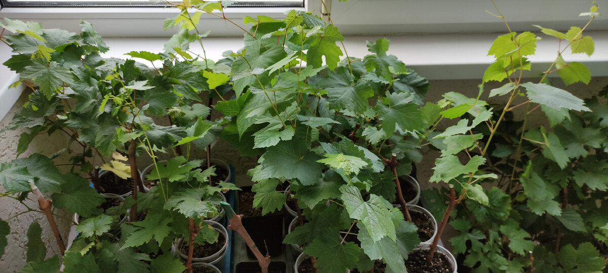 У меня и так замечательные черенки выходят, а с электоковриком будут еще лучше!