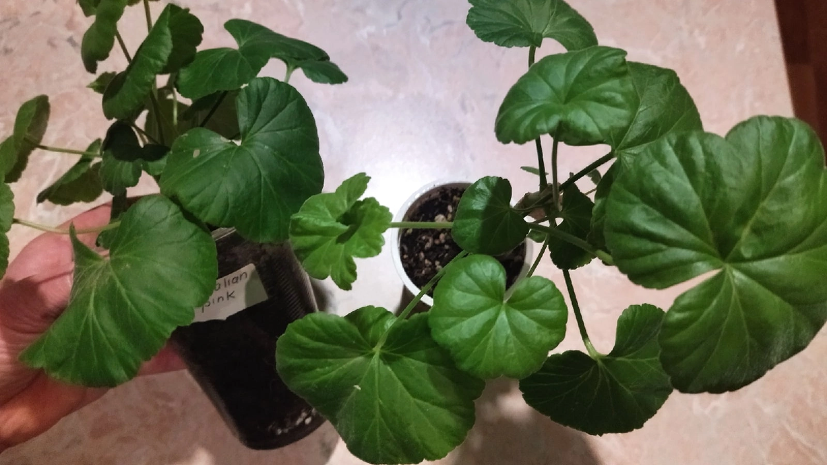 Купленные черенки. Уже подросли. Фото автора