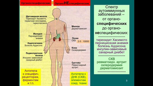 Дубынин В. А. - Физиология иммунитета - Аутоиммунитет и онкология