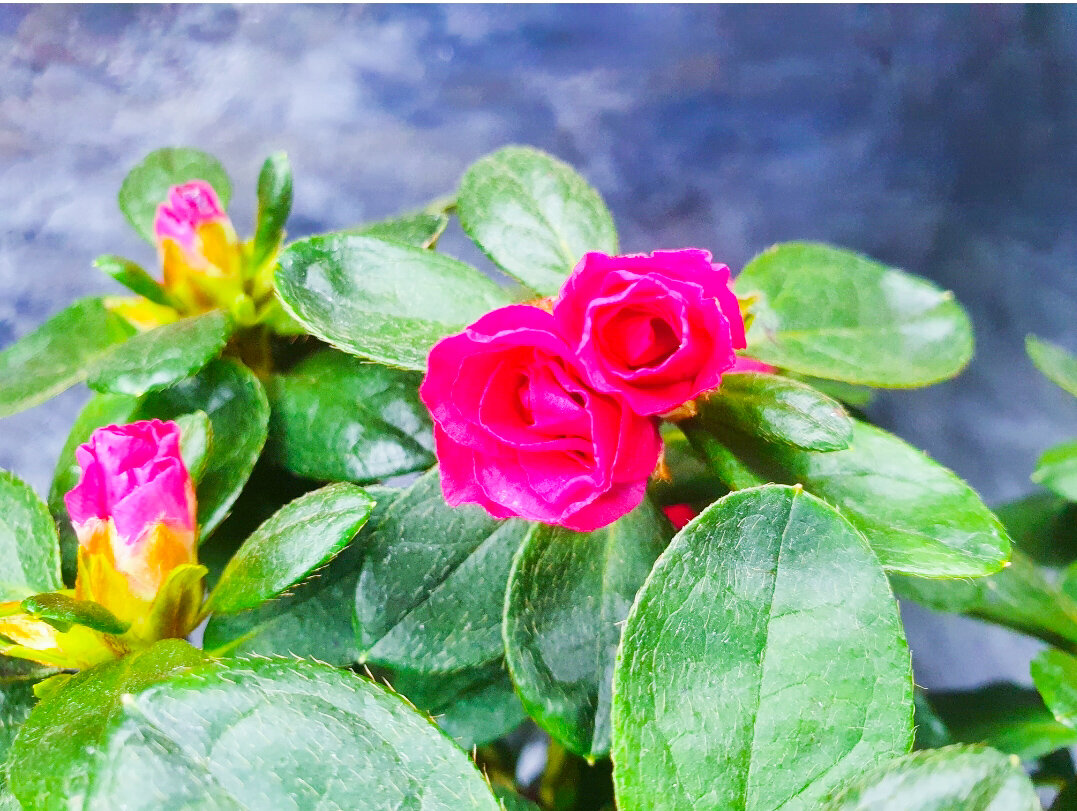 "Магазинные" бутоны обязательно распустятся дома