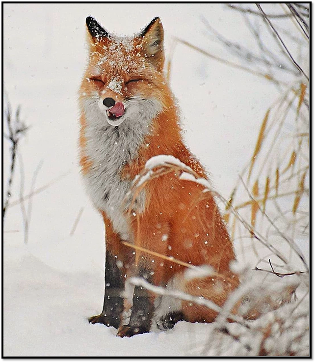 Источник: https://pikabu.ru 