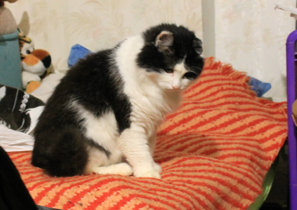 Кот Тиша изучает новый молодняк. Фото автора.