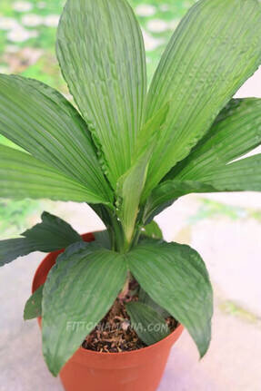 Карлюдовика пальмовидная