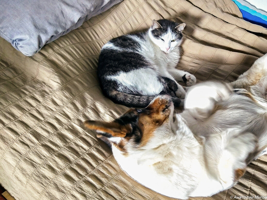 На фото: редкий момент, когда кошка Кокошка и Тильда устроились вдвоем на кровати.