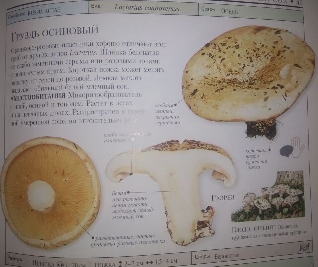 Характерные особенности груздей