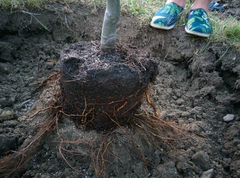 Пересадка яблони