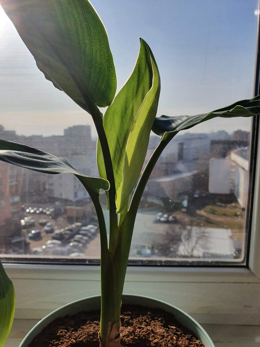 Стрелиция Николая, названа в честь принцессы Шарлотты Мекленбург-Стрелицкой, она владела торговым домом Мекленбурга - Strelitz, Nicolai дано в честь Великого князя Николая Николаевича Старшего. В 19 веке посольская  делегацией привезла данный цветок в подарок царю, впервые он зацвел в петербургском ботаническом саду. 