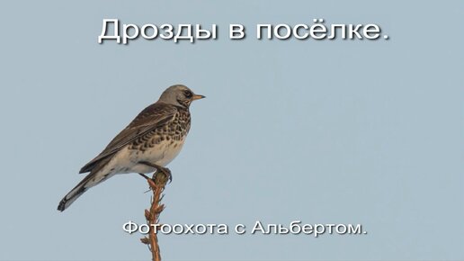 Фотоохота с Альбертом. Дрозды в посёлке.