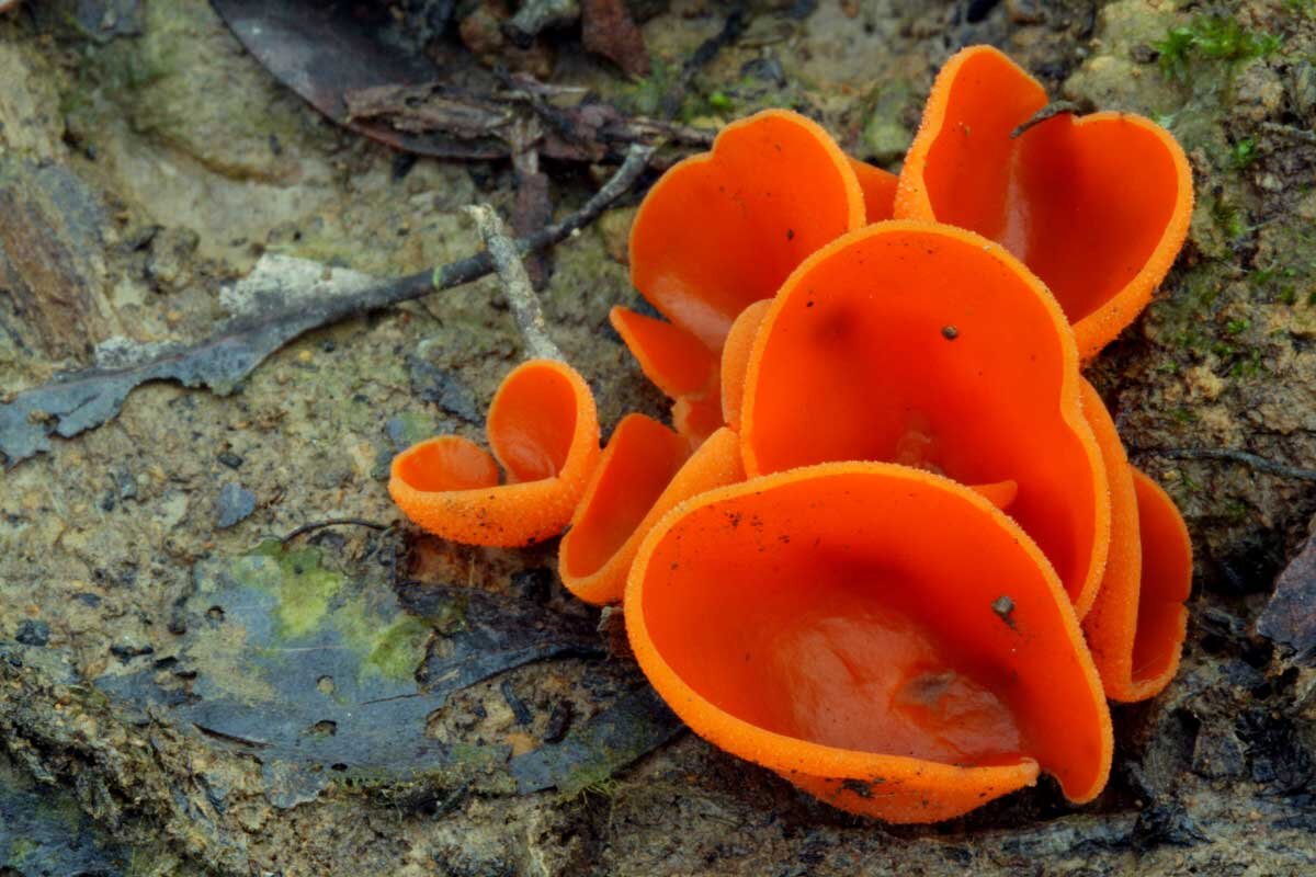 Алеврия оранжевая. Яндекс картинки.