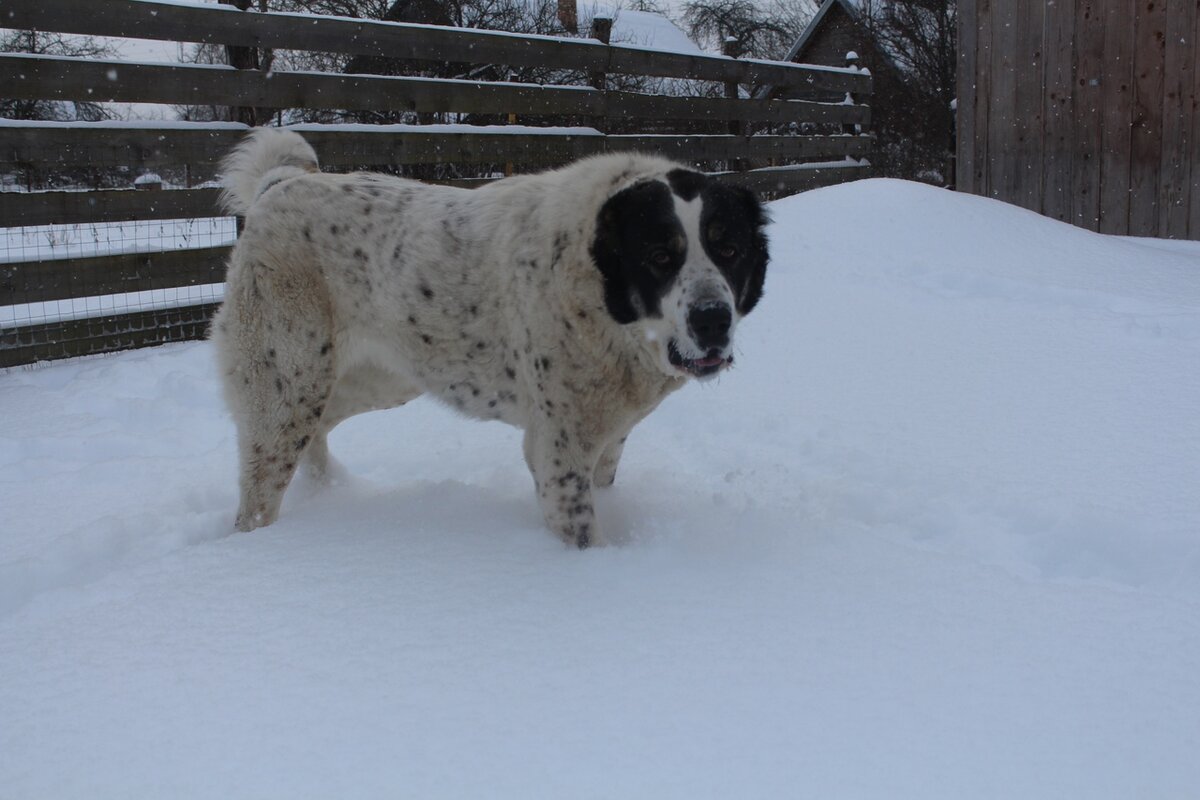 наша выпускницы Аляска, просто фото