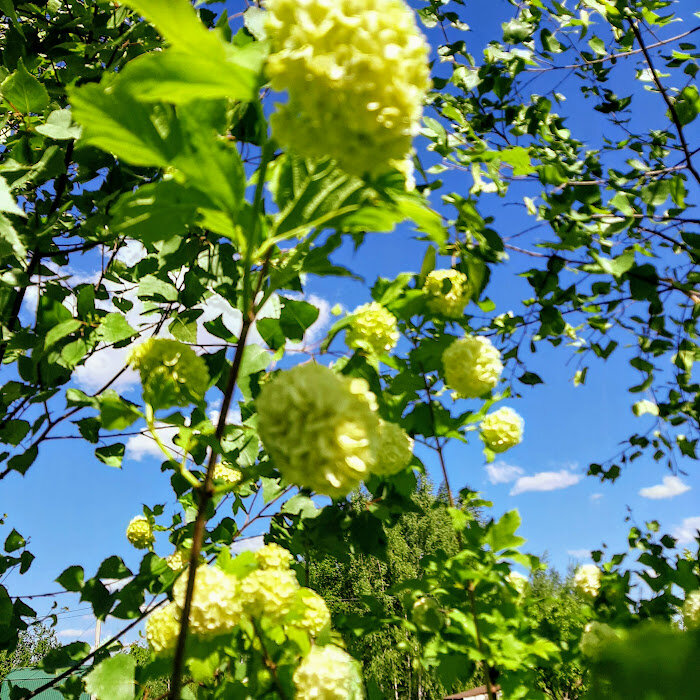 Любимая пиндюлька. Фото с сигаретами у меня нет.))