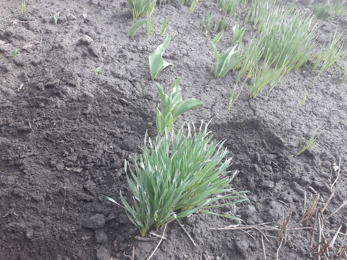 Скоро тюльпаны и нарциссы зацветут