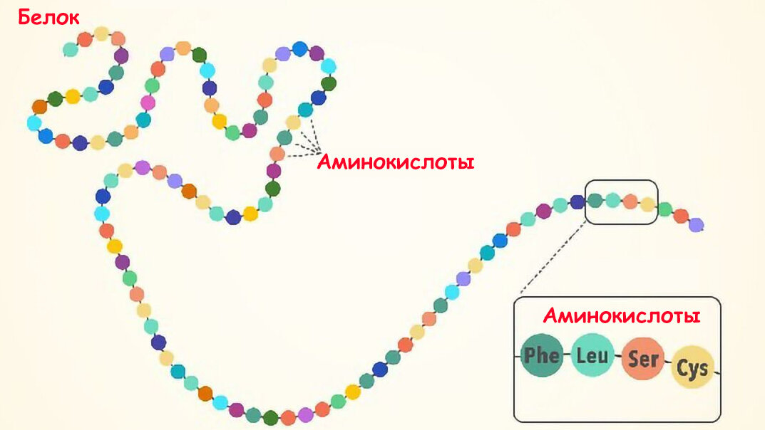 Белок можно представить в виде нитки бус, каждая бусина - аминокислота. Всего таких бусин в составе белка может быть 20 разных цветов и оттенков.