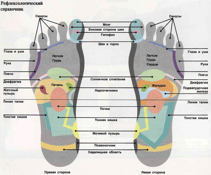 Рефлекторная карта стопы инструкция кратко
