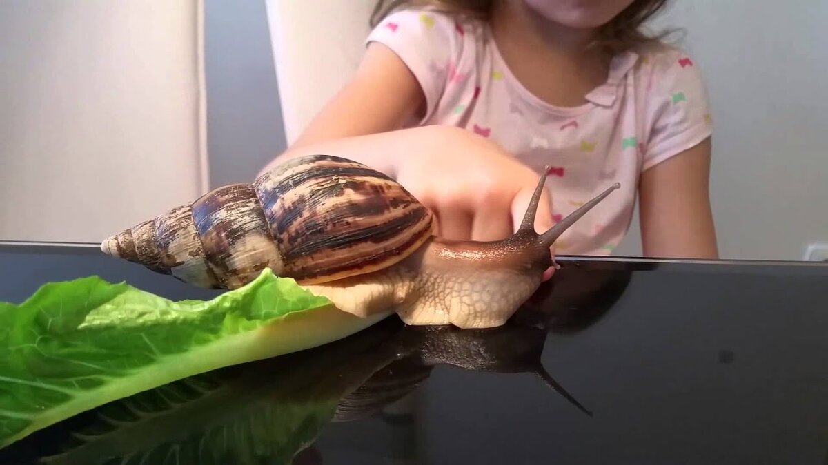 Ахатина — идеальный питомец для ленивых и аллергиков
