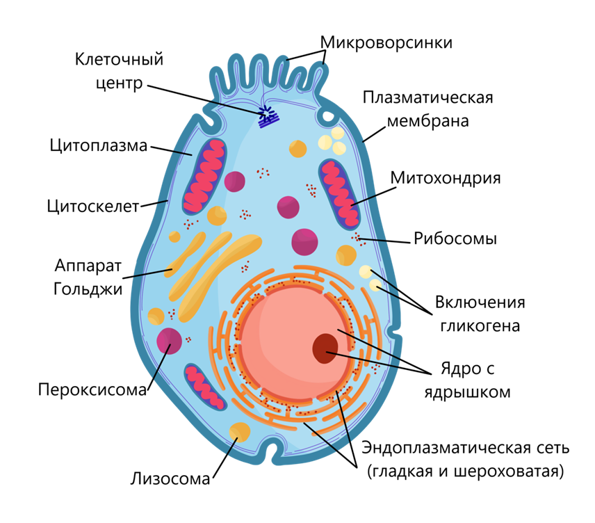 Строение клеток эукариот. Немембранные органеллы • Биология, Цитология • Фоксфорд Учебник