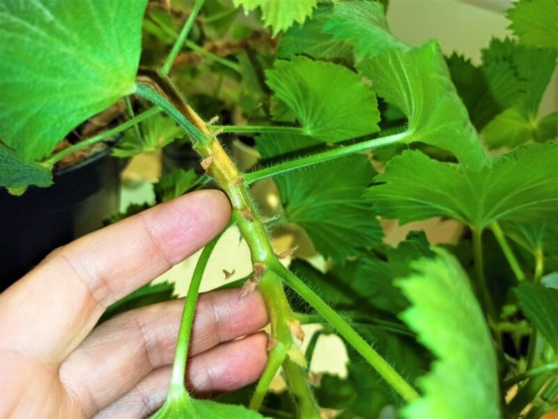  Листайте галерею фотографий. Нарезка черенков пеларгонии. Фото автора.