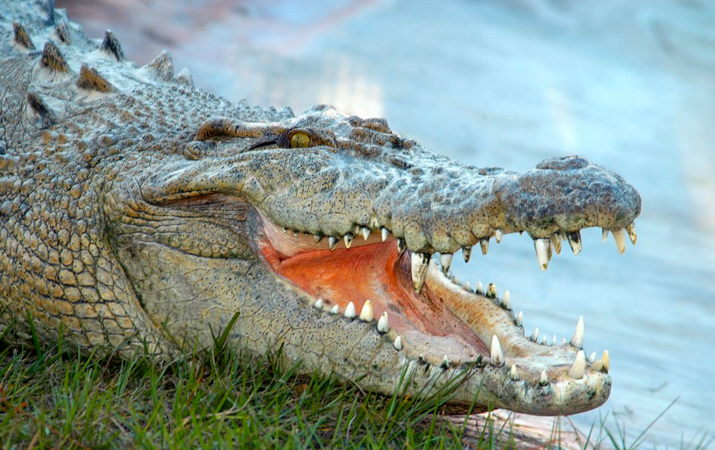 Крокодил с открытым ртом. Гребнистый крокодил пасть. Крокодил с открытой пастью. Крокодил открыл пасть. Пасть крокодила.