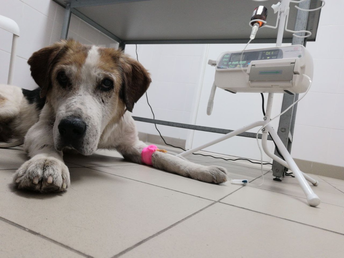 Как всегда Бушуй молча переносит всё манипуляции, лечение. Пёс невероятно достойный, послушный. 