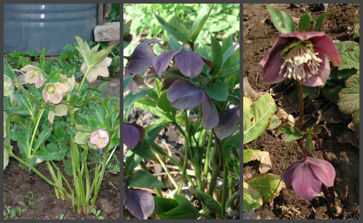 Морозники безымянные в моем саду