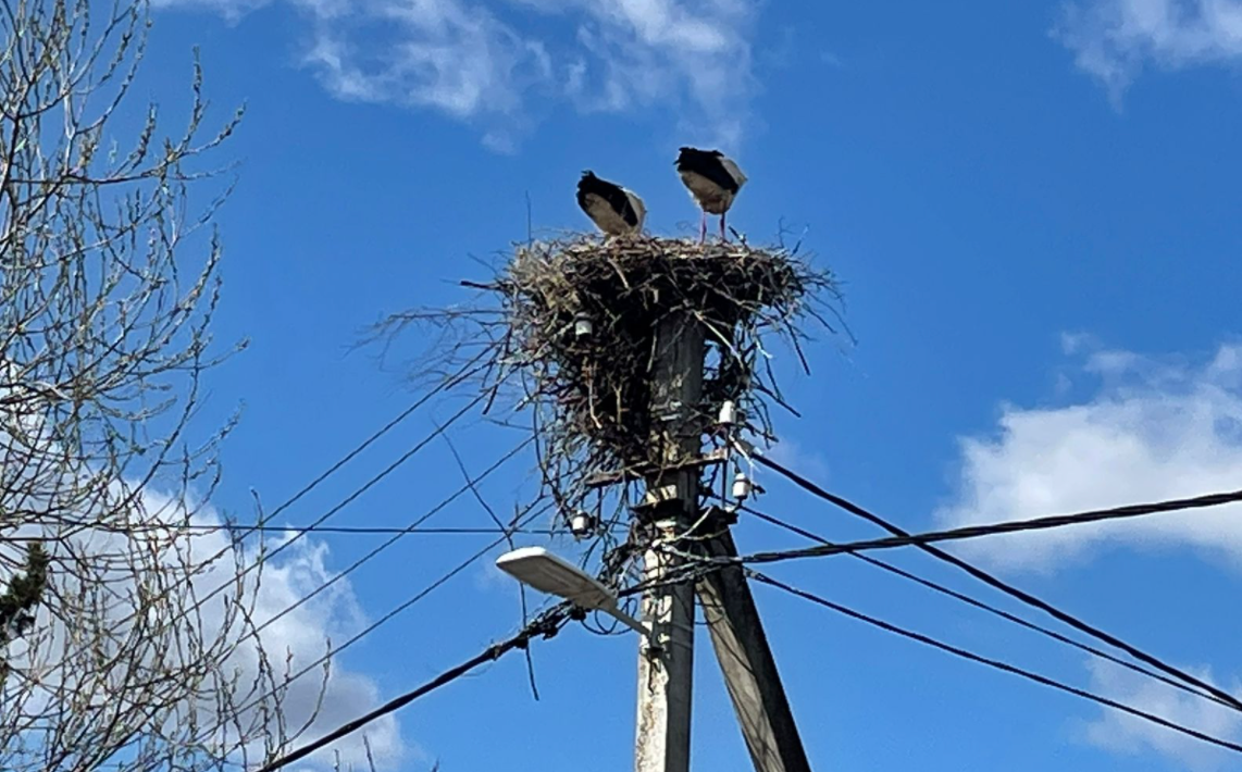 Аисты на столбе у перекрестка