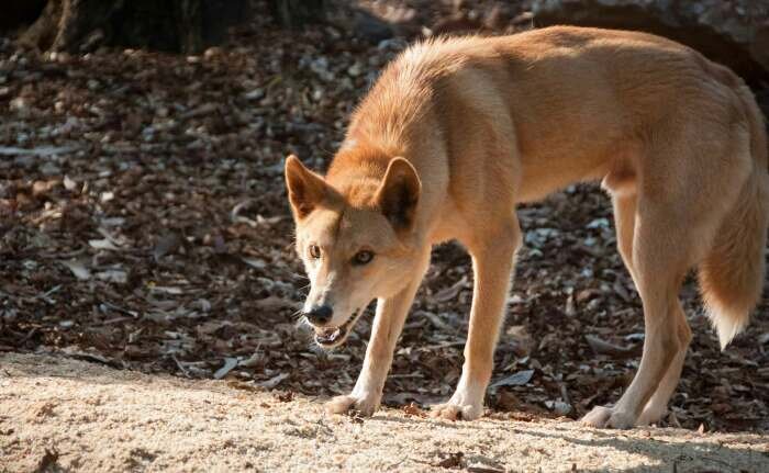 Собака не друг человека. /Фото: animaljournal.ru.