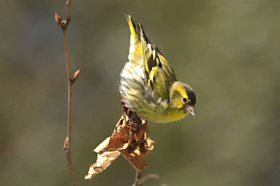 Когда на йоге сказали встать в позу «собака мордой вниз».