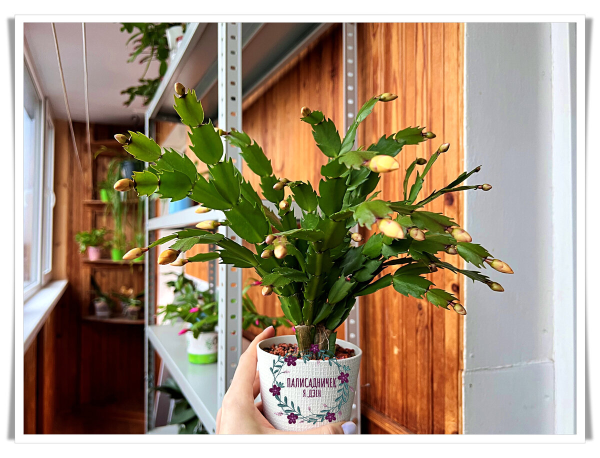 Outono Brazil. Цветения этого своего декабриста с замиранием сердца жду. Первый мой жёлтенький. Правда, это ещё не факт. Я его на самом деле оранжевым вижу. Но мои читатели и подписчики, у которых он есть, говорят, он, всё же жёлтый. Мне надо разобраться с этим самой ))))))