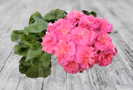 Пеларгония ЮВ-Византия.