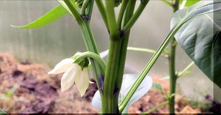 Вот он коронный цветок, от которого надо избавить куст перца